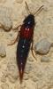 Mycetoporus sp.